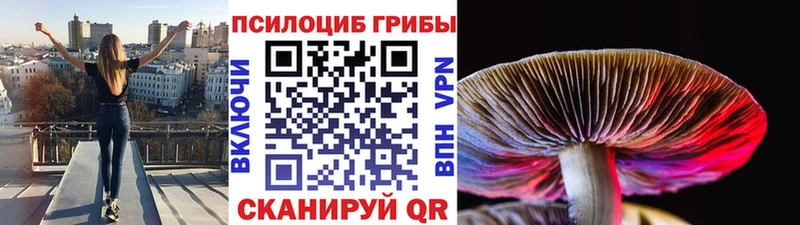 Купить где  Сергач  Галлюциногенные грибы Cubensis 